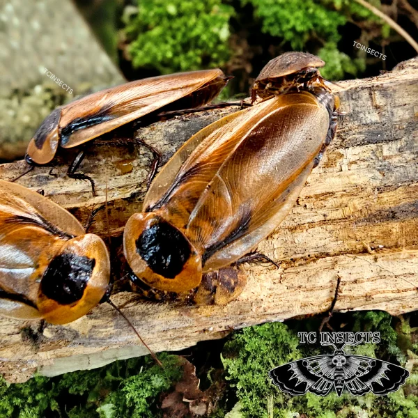Blaberus atropos “Florida” Miami Polymorphic Roach