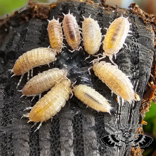 Niambia capensis “African cape isopod”