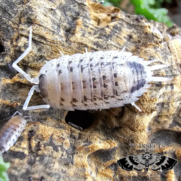 Porcellio nicklesi ‘Rubivan’