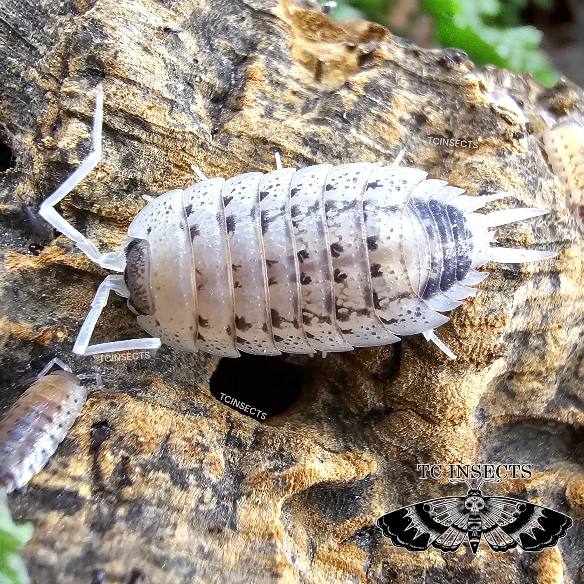 Buy Porcellio nicklesi ‘Rubivan’ USA