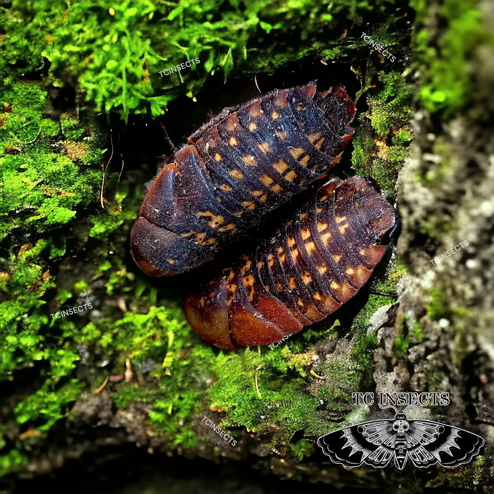 Blaberus cf. peruvianus "Peruvian Cave roach"