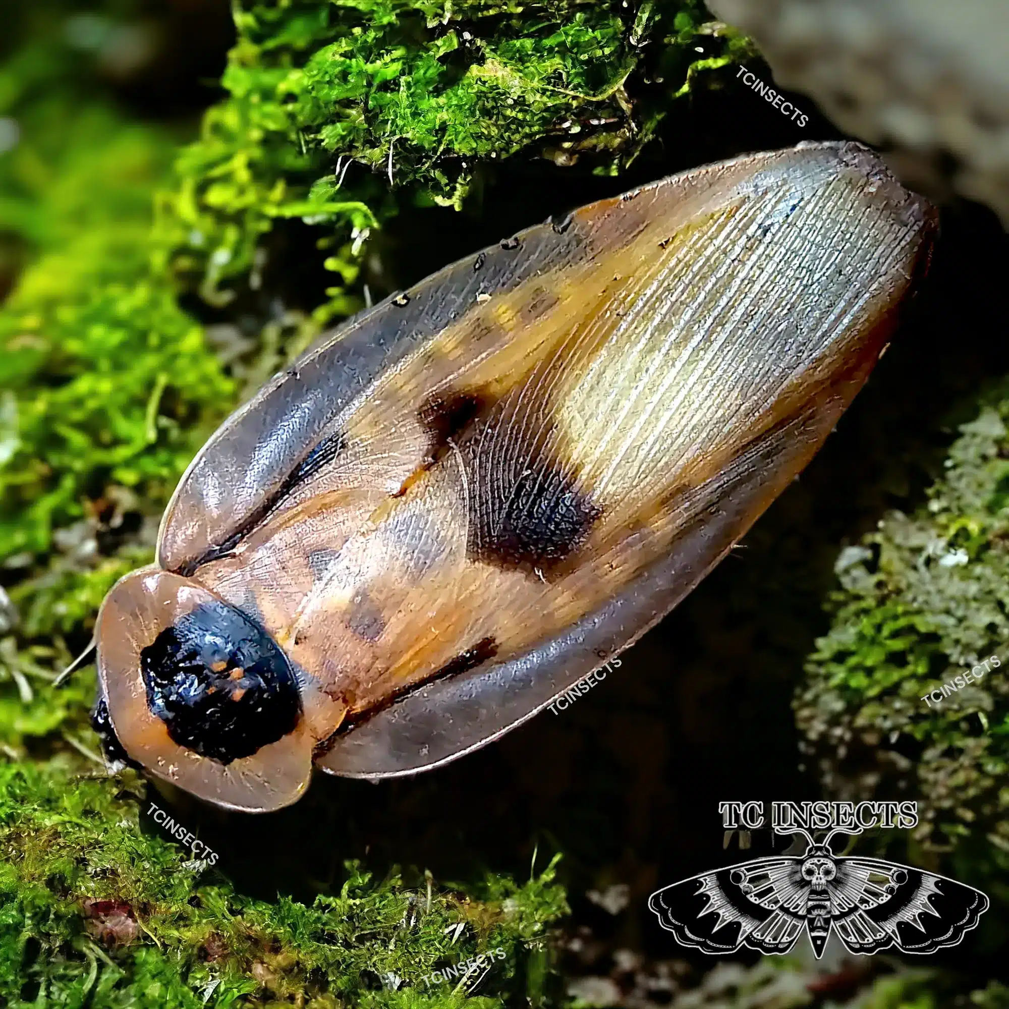 Blaberus cf. peruvianus "Peruvian Cave roach"