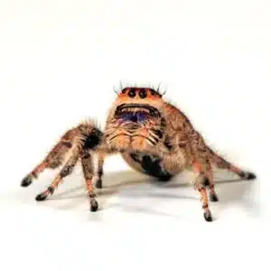 Jumping Spiders