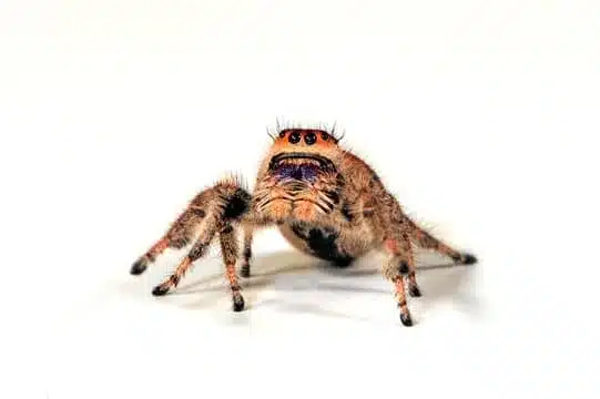Jumping Spiders