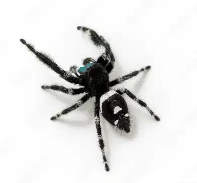 Regal Jumping Spider | Phidippus regius | Male - Image 2