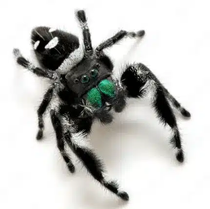 Regal Jumping Spider | Phidippus regius | Male