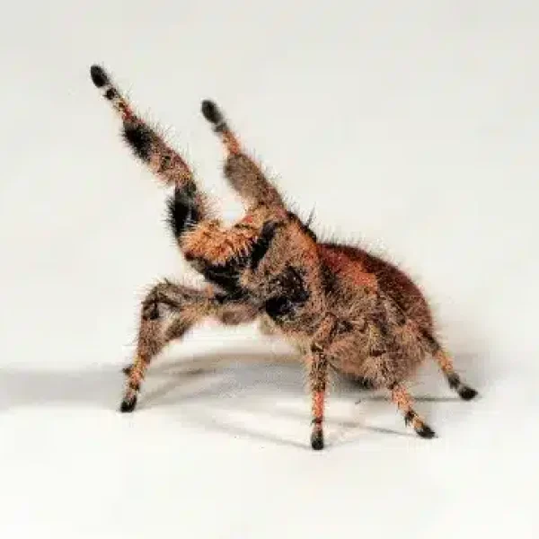 Regal Jumping Spider | Phidippus regius | Orange Female