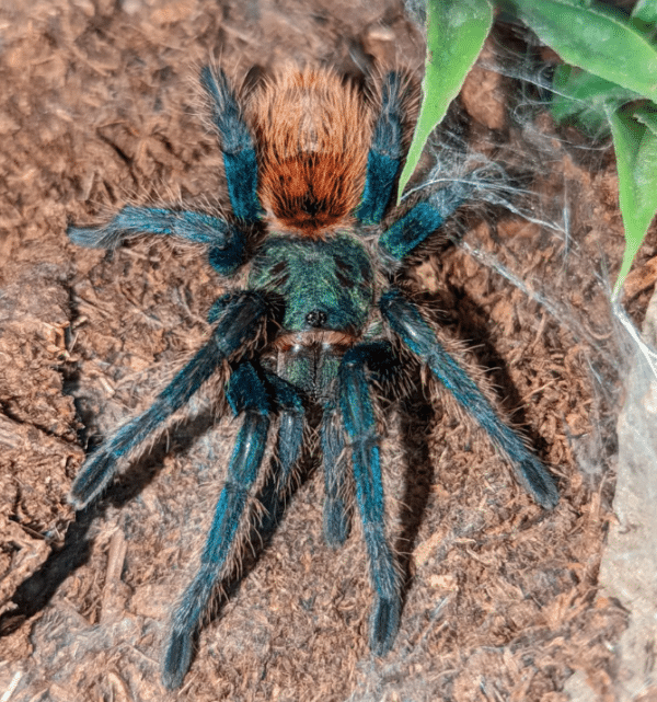 Chromatopelma cyaneopubescens, Green Bottle Blue