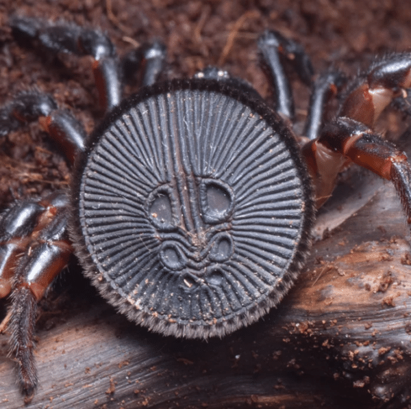 Cyclocosmia lannaensis Thai Hour Glass Spider