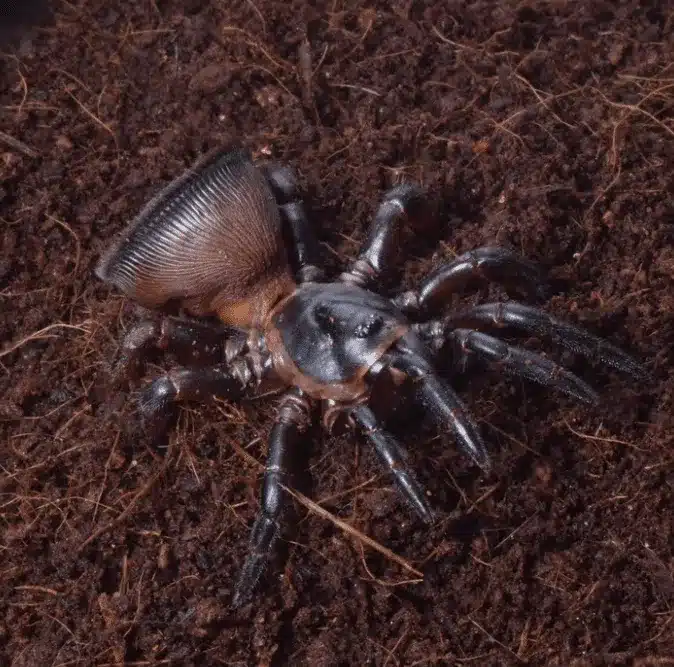 Cyclocosmia laanaensis | Thai Hourglass Trapdoor - Image 2
