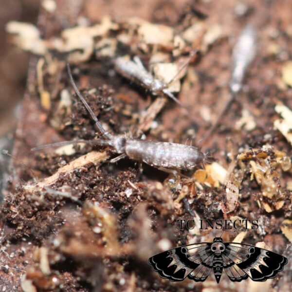 Pogonognathellus dubius | Giant Silver Bullet Springtails