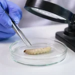 waxworm in a lab