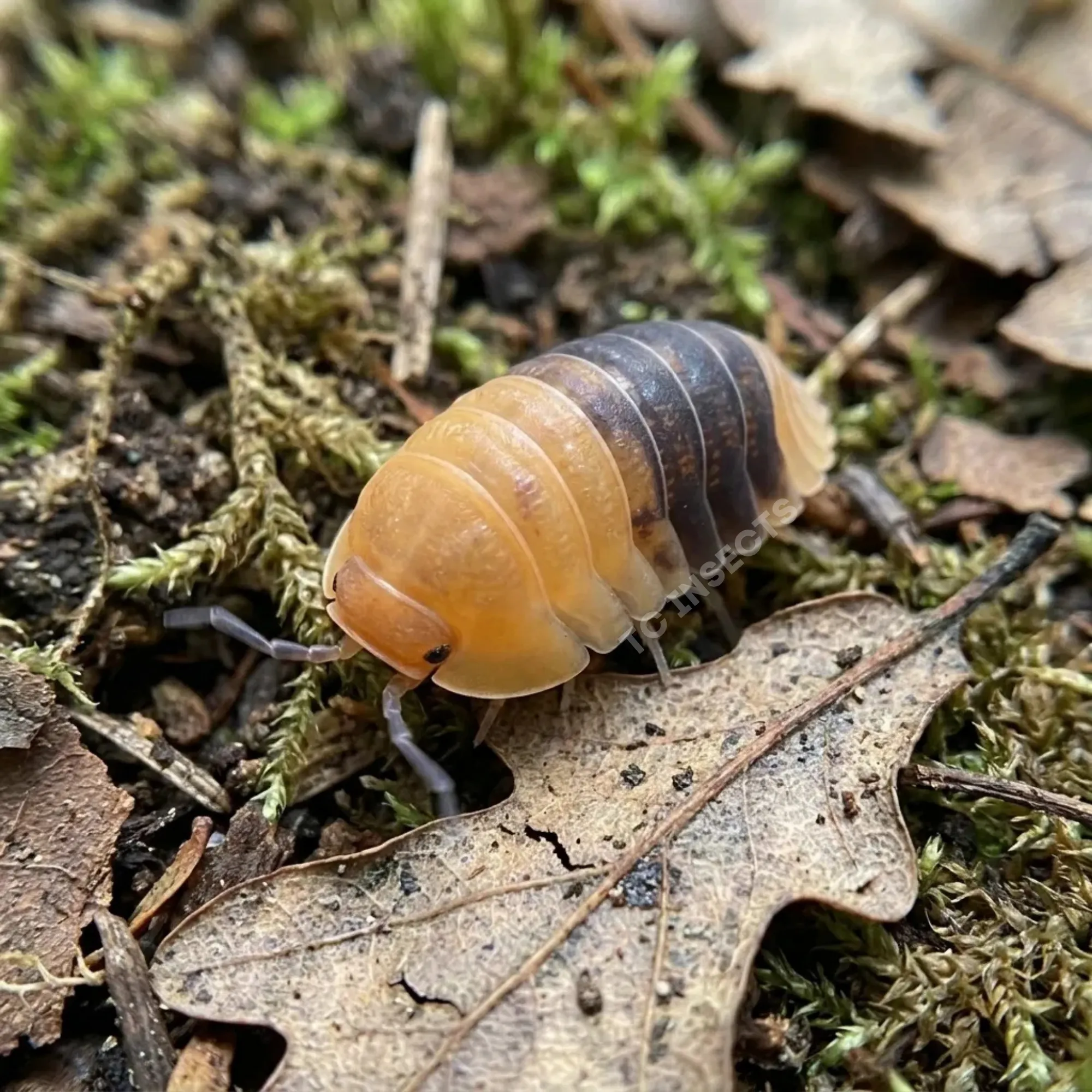Cubaris Sp. “Rubber Bee”
