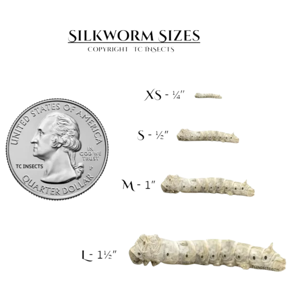 Silkworms | Extra Small | 1/4″