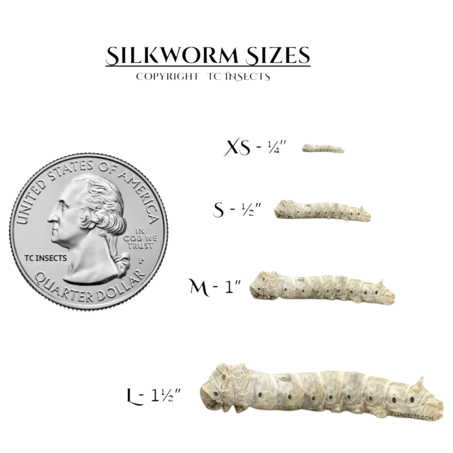 Silkworms for sale - all sizes - - Image Copyright TCINSECTS.COM unauthorized use will result in legal Suit.