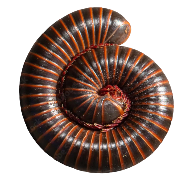 American Giant Millipede