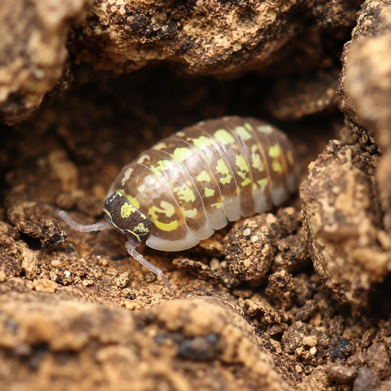 Armadillidium versicolor Ceska isopods on bark and moss in a bioactive terrarium setup