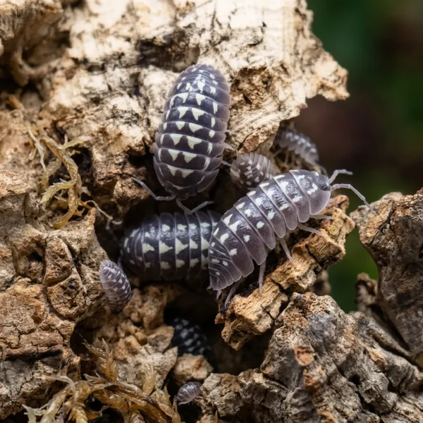 Armadillidium gestroi “Zinger”