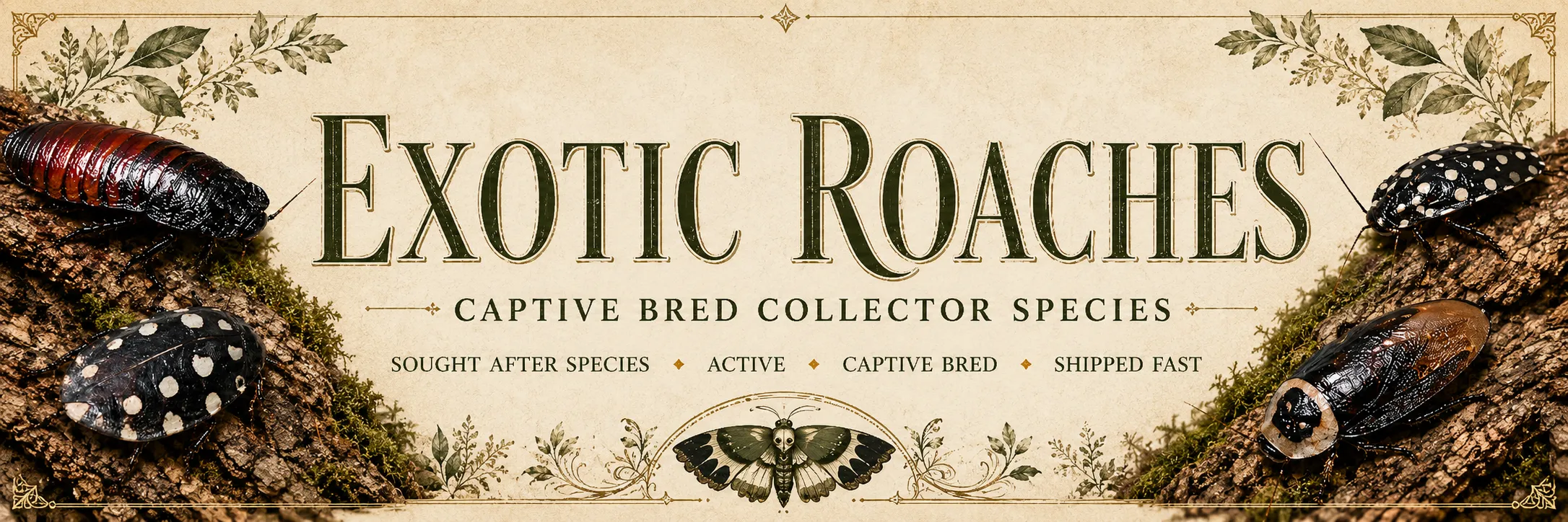 Exotic Roaches for Feeders and Display Exotic roaches for feeder variety, display colonies, and invertebrate hobby keeping