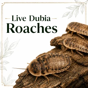 Live Dubia Roaches