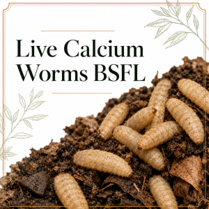 Live Calcium Worms BSFL