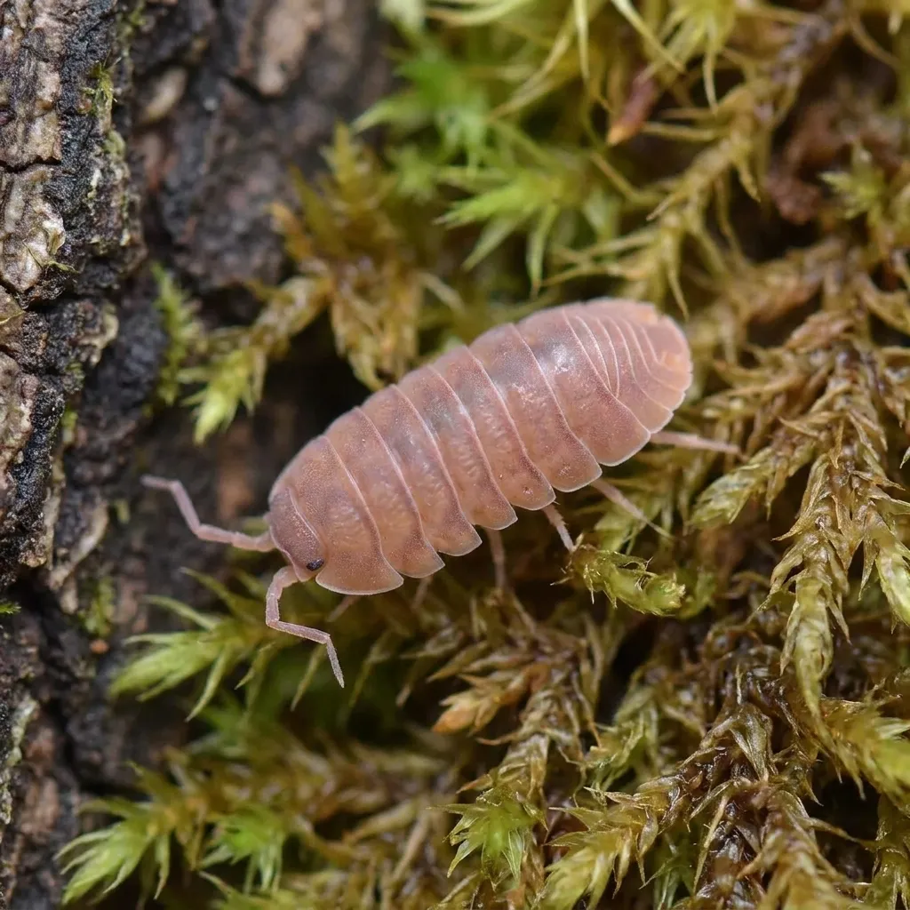 Cubaris murina Florida Orange isopods on moss and bark in a humid bioactive terrarium setup