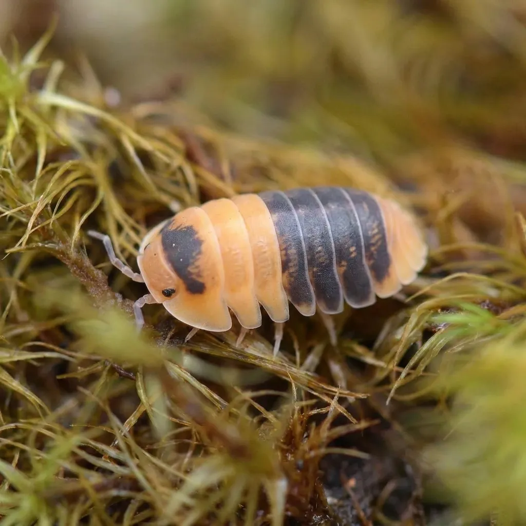 Cubaris sp. Bumblebee isopods on moss and bark in a humid terrarium setup