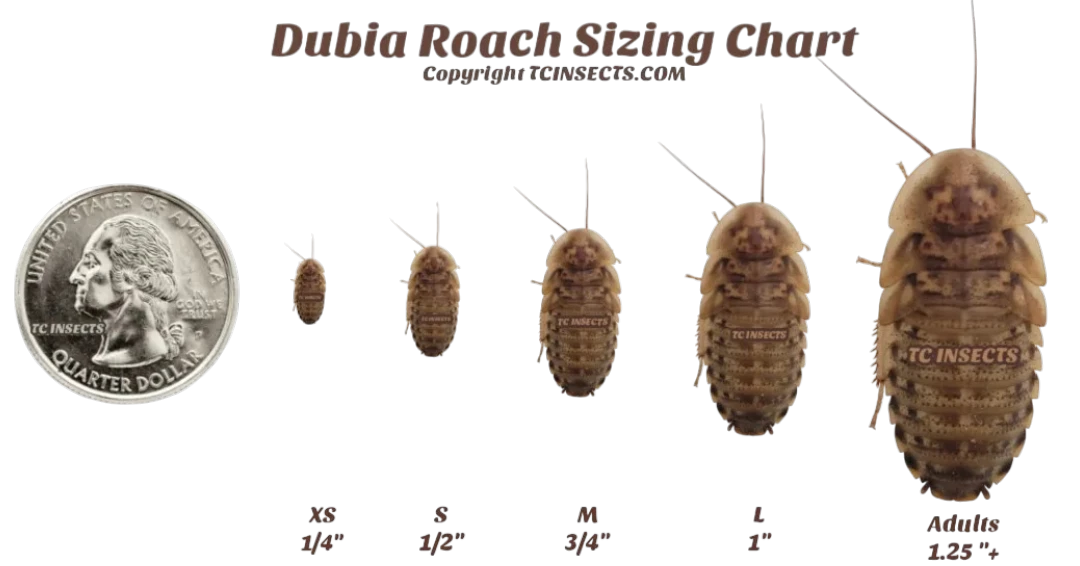 Dubia-Roach-Sizing-Chart Dubia Roaches For Sale
