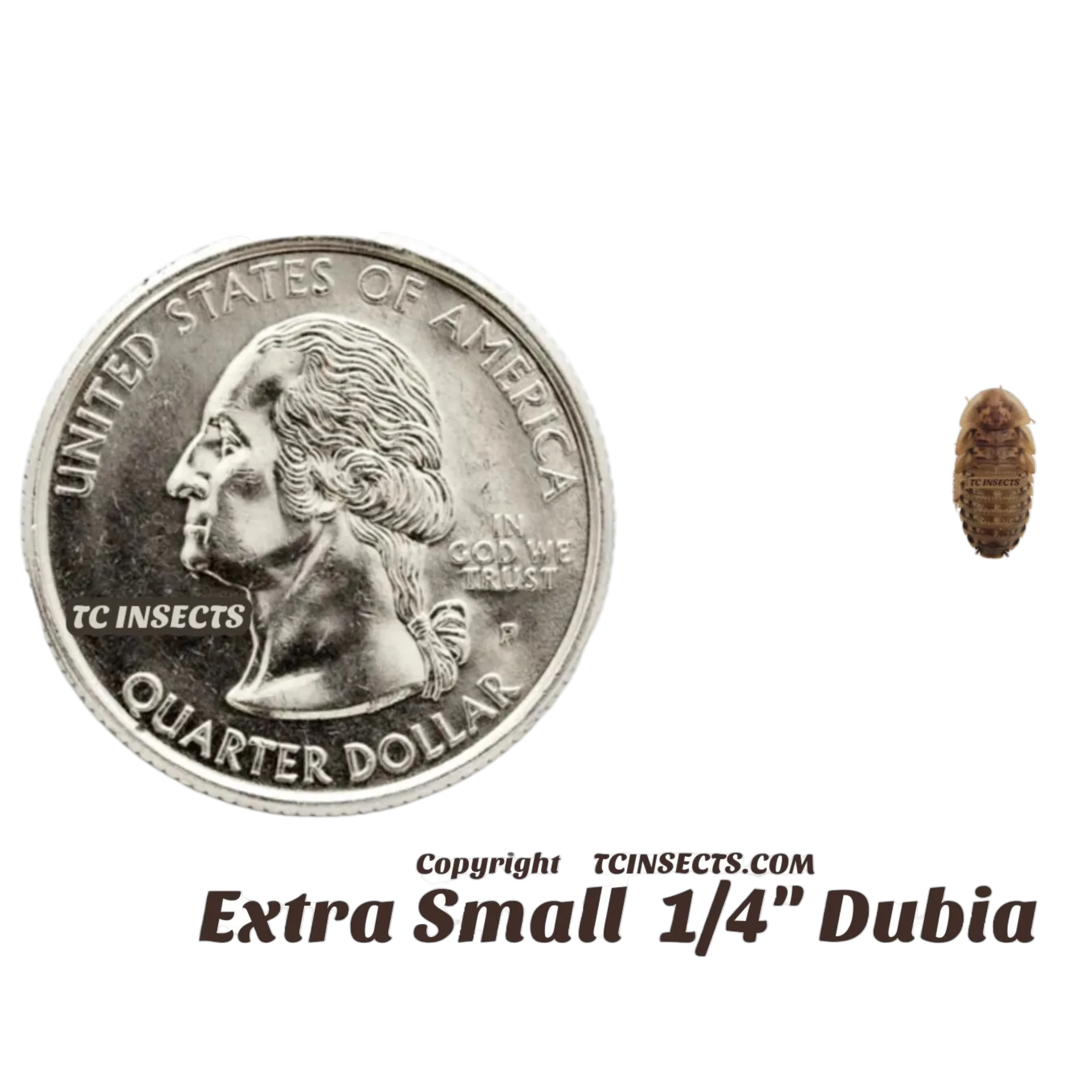 Extra Small Dubia Roaches for sale