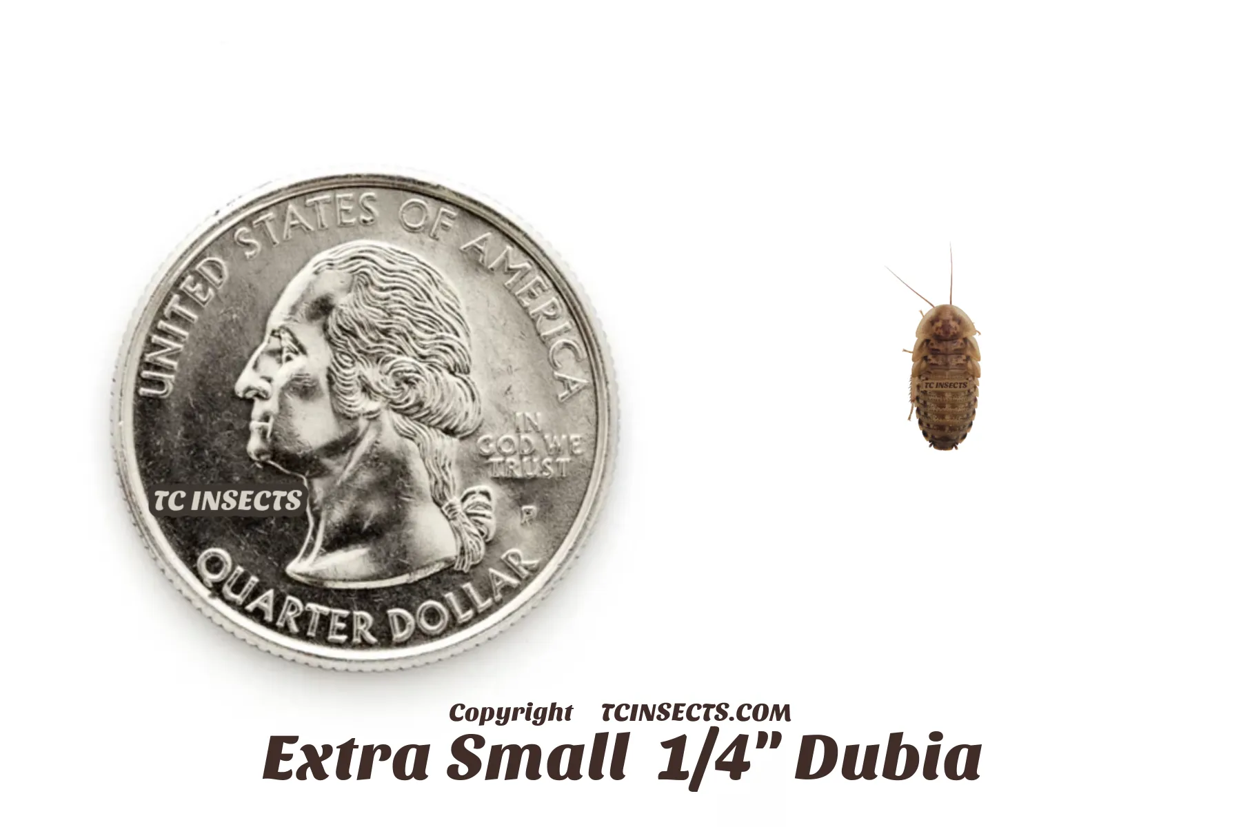 Extra Small Dubia Roaches for sale
