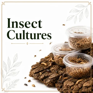Insect Cultures
