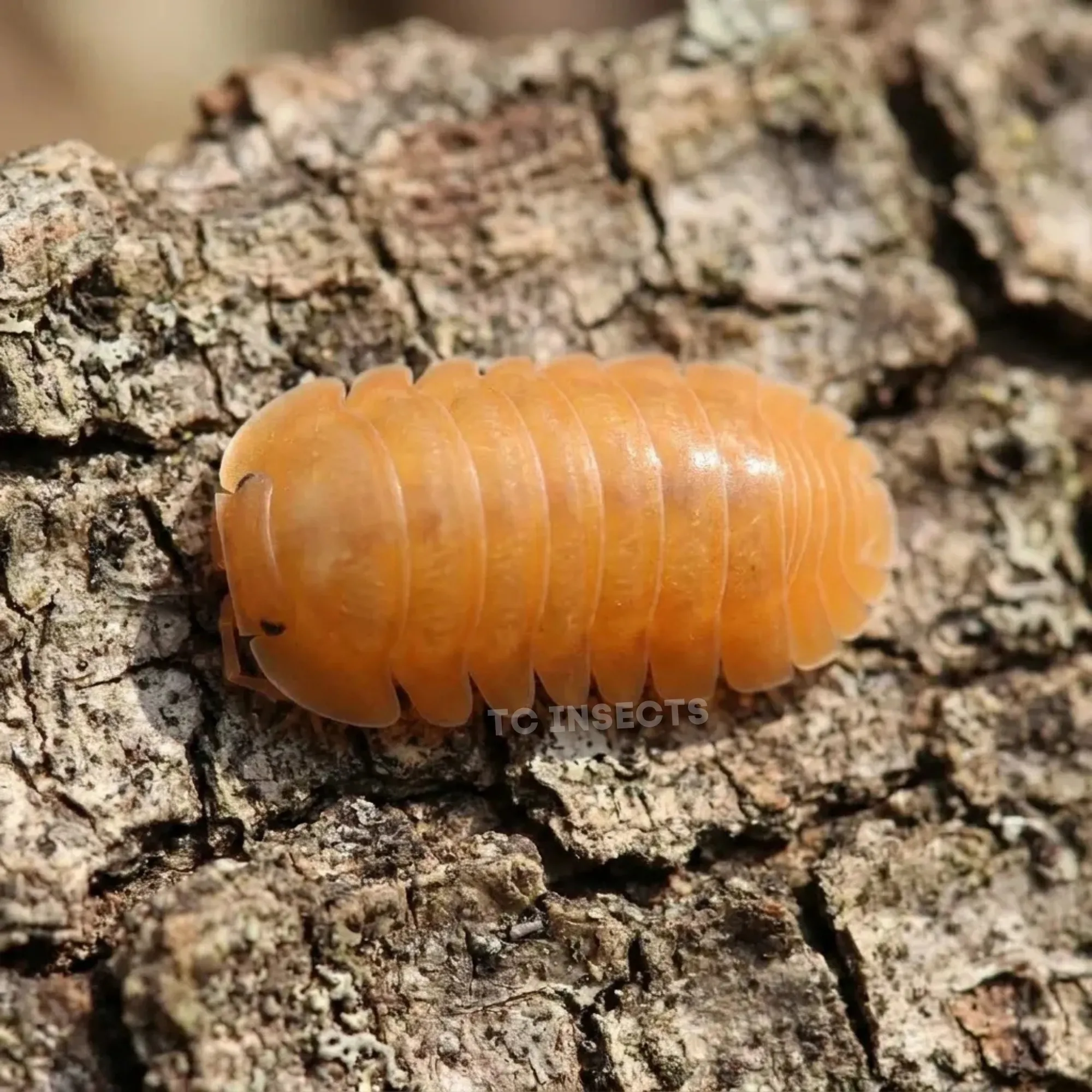 Orange Freezy isopods on cork bark with moss and leaf litter