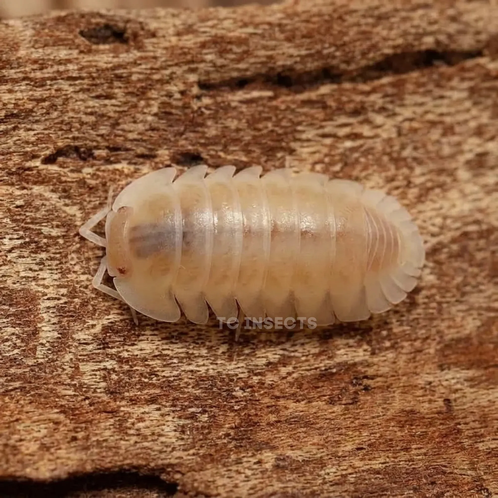 Red Edge Albino isopods on cork bark with moss and leaf litter