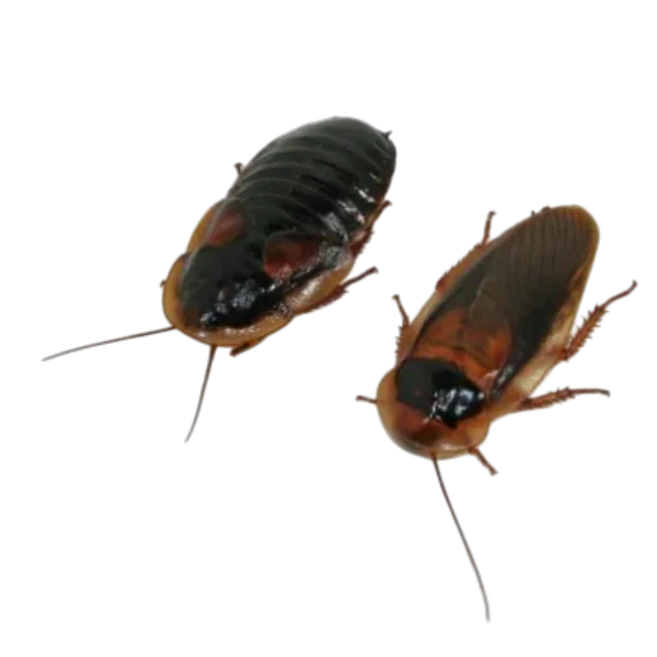 Dubia Roaches, Adults, 1 ¼ + inch (Blaptica dubia)