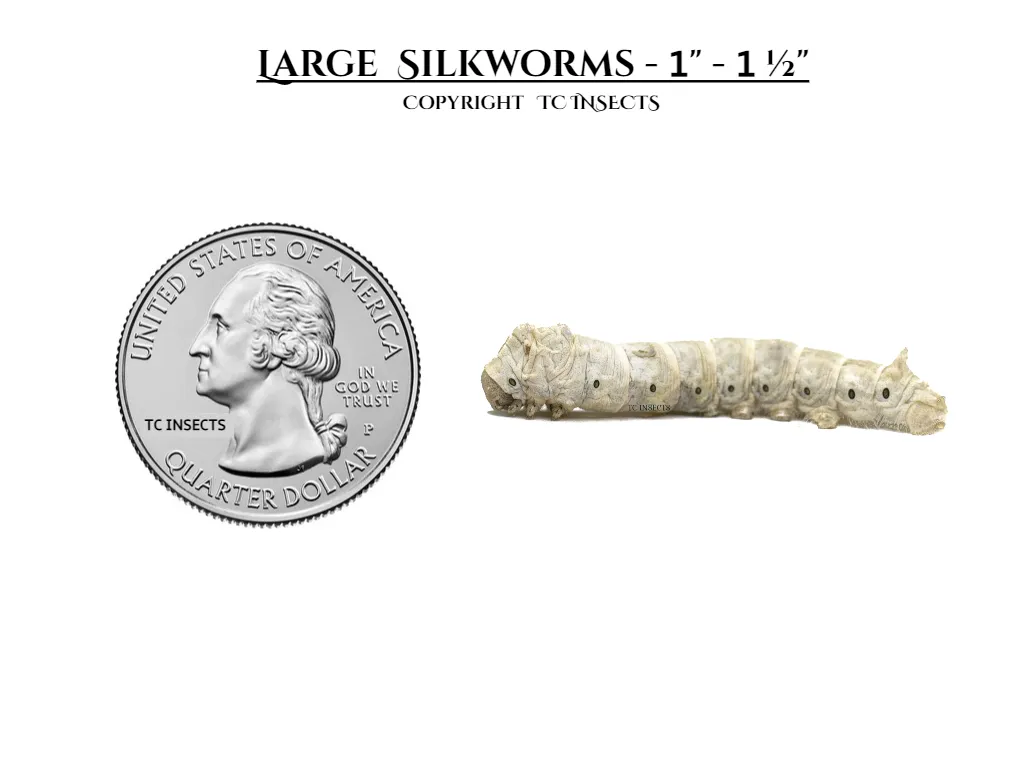 Large Silkworms for sale copyright tc insects