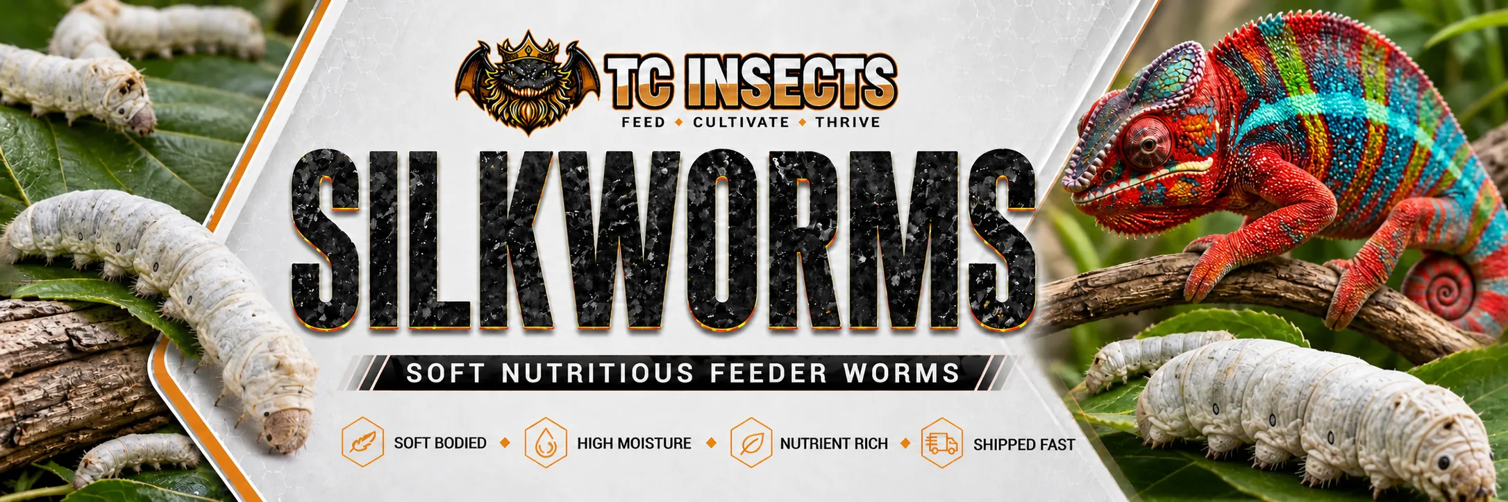 Live silkworms for reptiles from TC INSECTS with a chameleon hunting a feeder silkworm