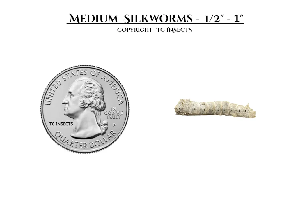Medium Silkworms for sale copyright tc insects
