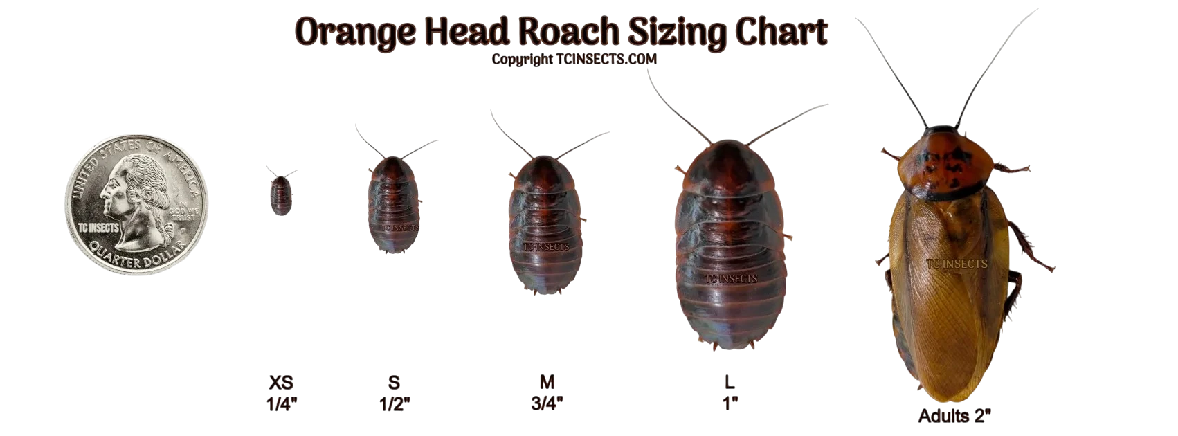 Orange Head Roaches| Exotic Roaches