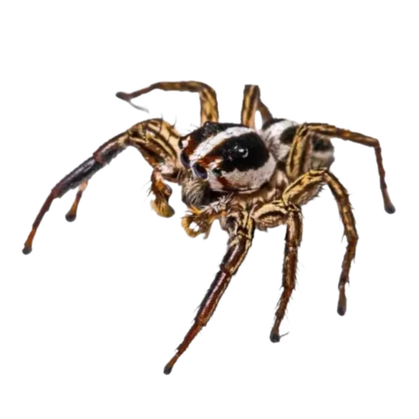 Pantropical Jumping Spider