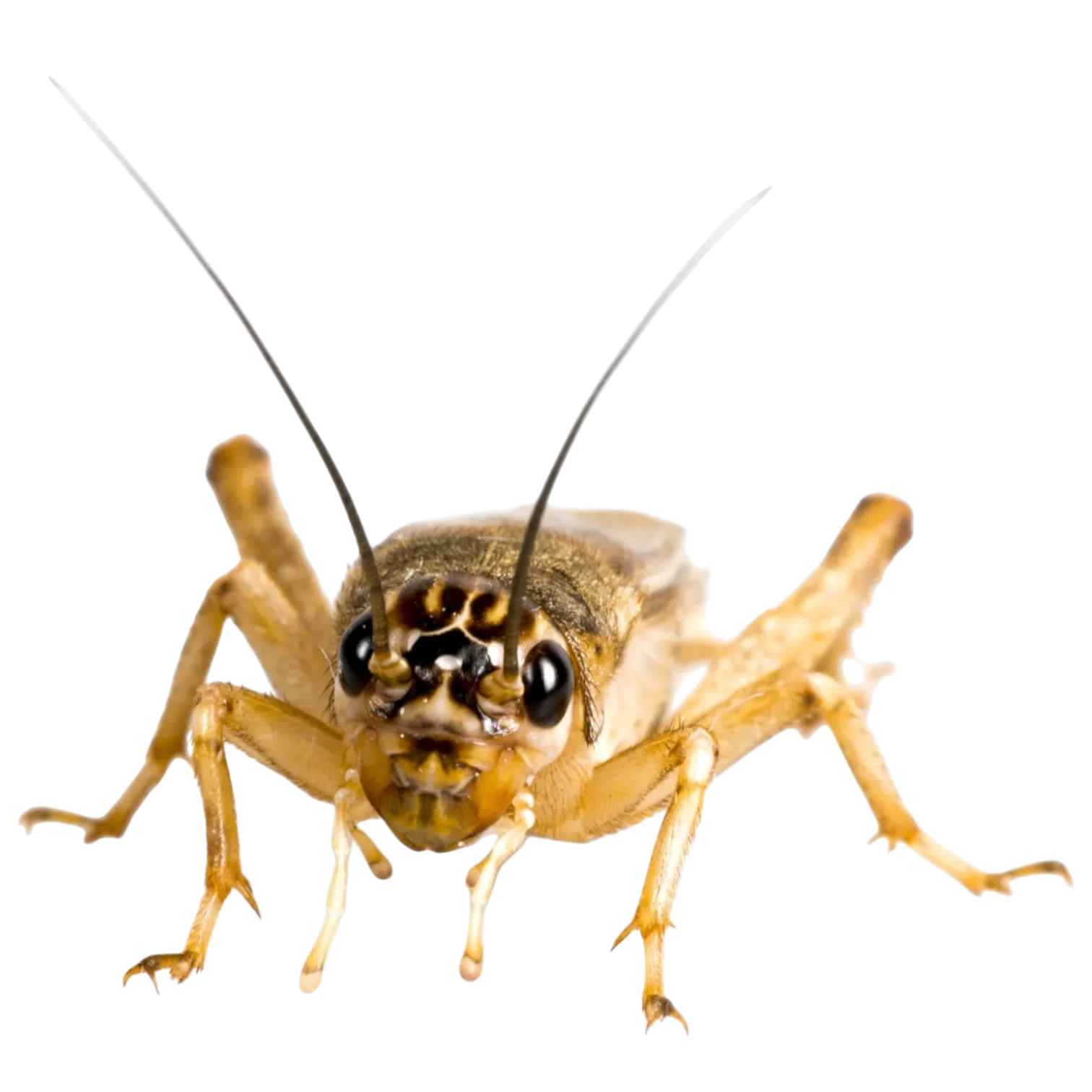 Buy Live Cricket For Sale