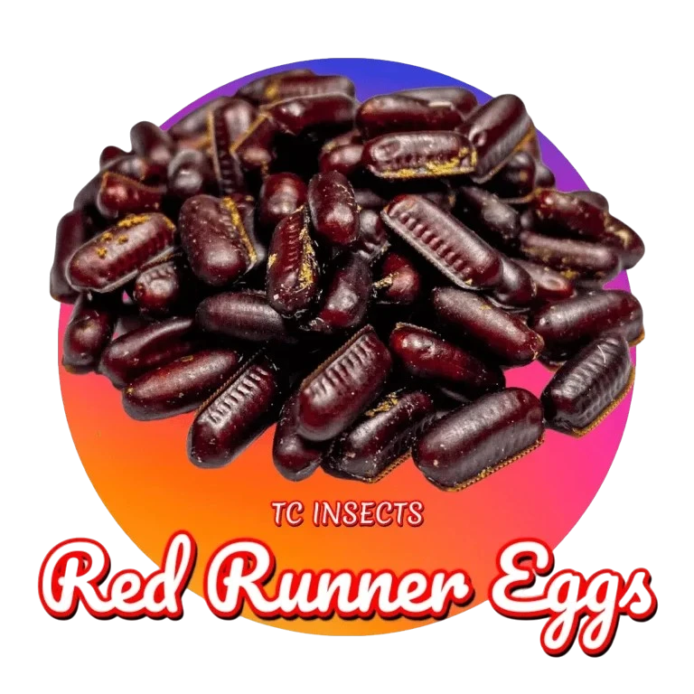 Red Runner Eggs for sale