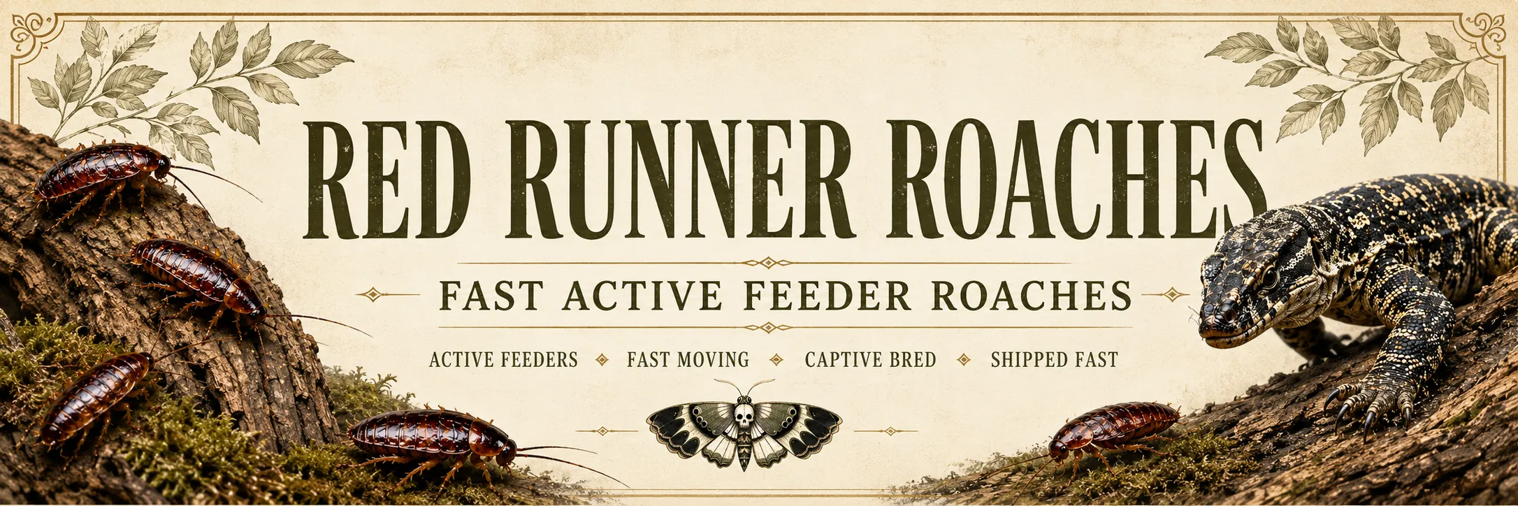 Live red runner roaches from TC INSECTS in a reptile feeder banner with roaches scattering