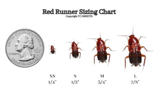 Red Runner Roaches For Sale