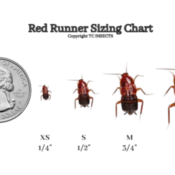 Wholesale:  7/8″ |  Red Runner Roaches