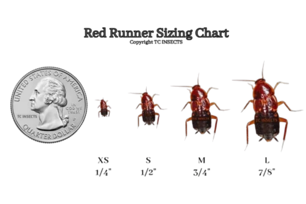 Red Runner Roaches For Sale
