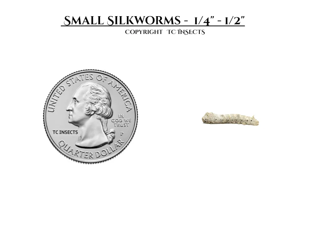 Small Silkworms for Sale