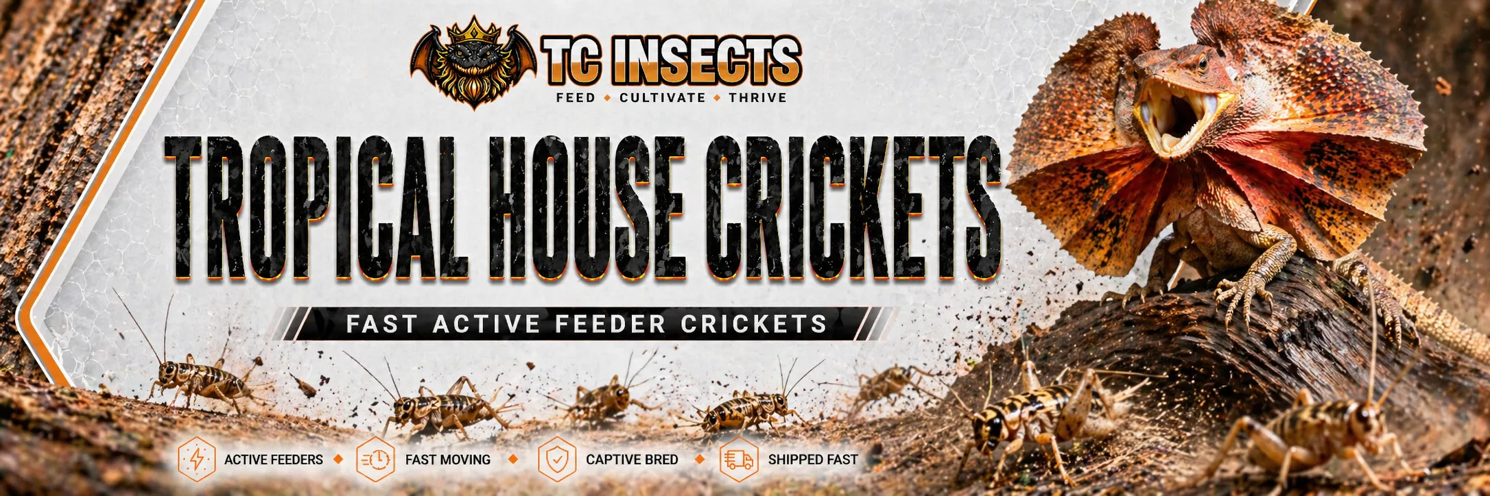 Live tropical house crickets for reptiles from TC INSECTS with a frilled lizard hunting feeder crickets