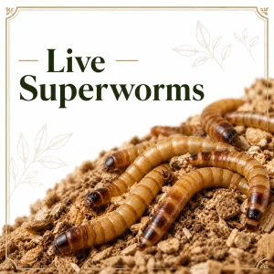 Live Superworms
