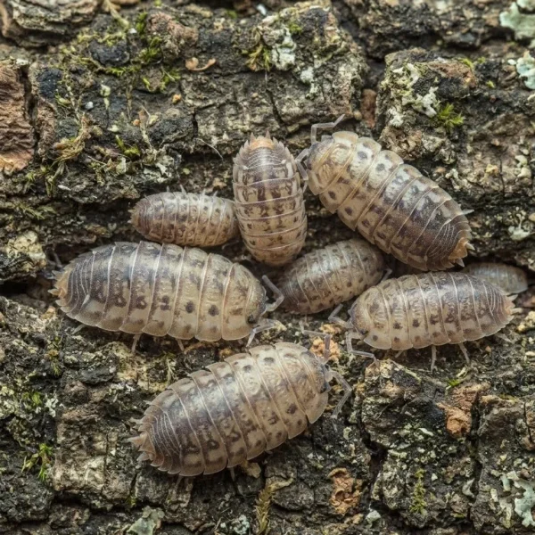 Agabiformius lentus