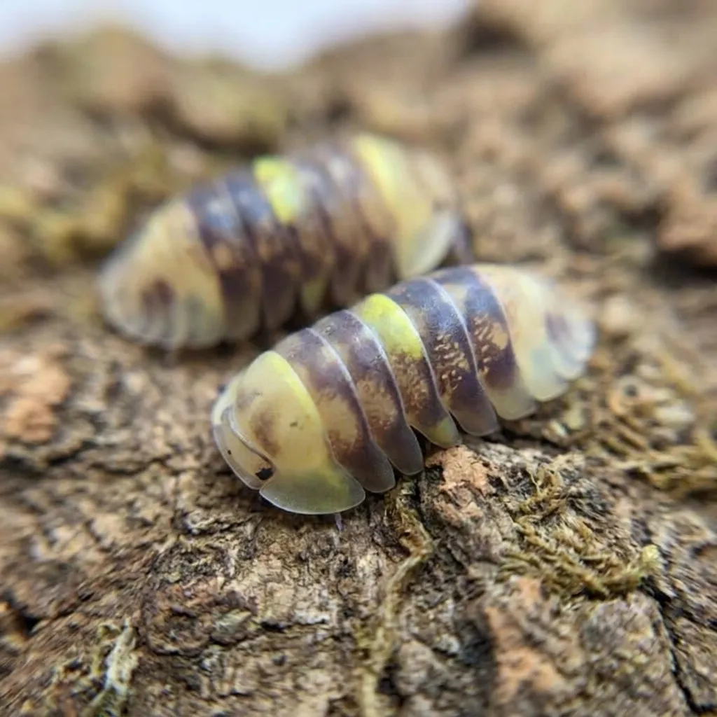 Amber Firefly isopods for sale on bark and leaf litter